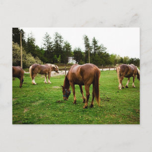 Pasture Scene Postcard