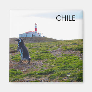 Patagonia Chile Penguin Magnet