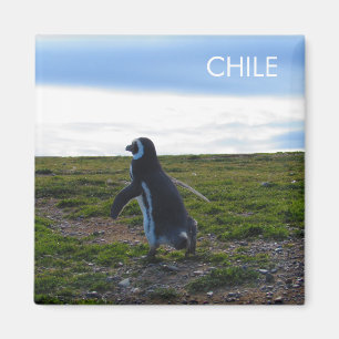 Patagonia Chile Penguin Magnet