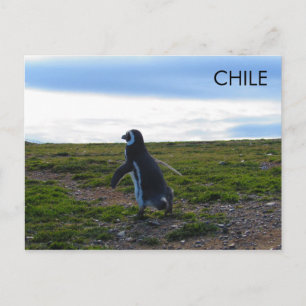 Patagonia Chile Penguin Postcard