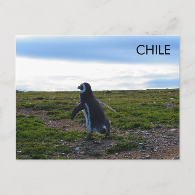Patagonia Chile Penguin Postcard (Front)