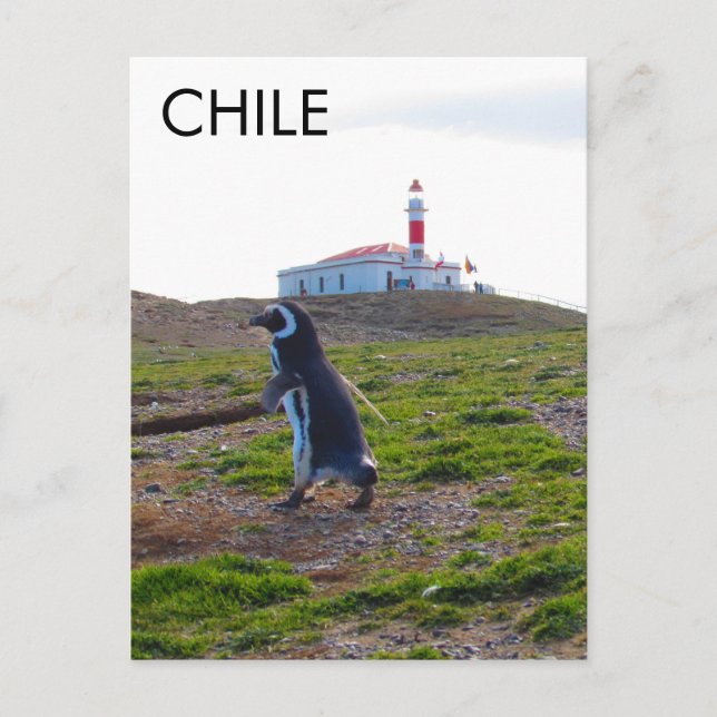 Patagonia Chile Penguin - Vertical Postcard (Front)