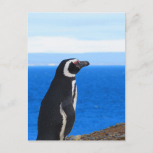 Patagonia Penguin Postcard