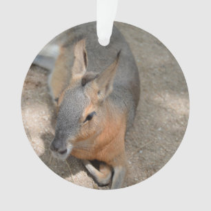 patagonian cavy animal resting animal ornament