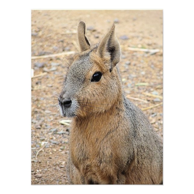 PATAGONIAN MARA   PHOTO PRINT (Front)