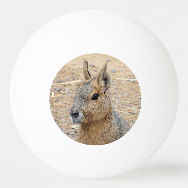 PATAGONIAN MARA  PING PONG BALL (Front)