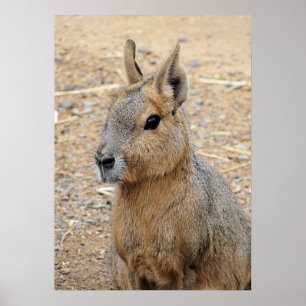 PATAGONIAN MARA   POSTER