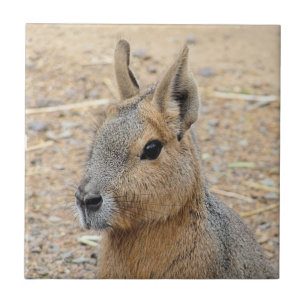PATAGONIAN MARA TILE
