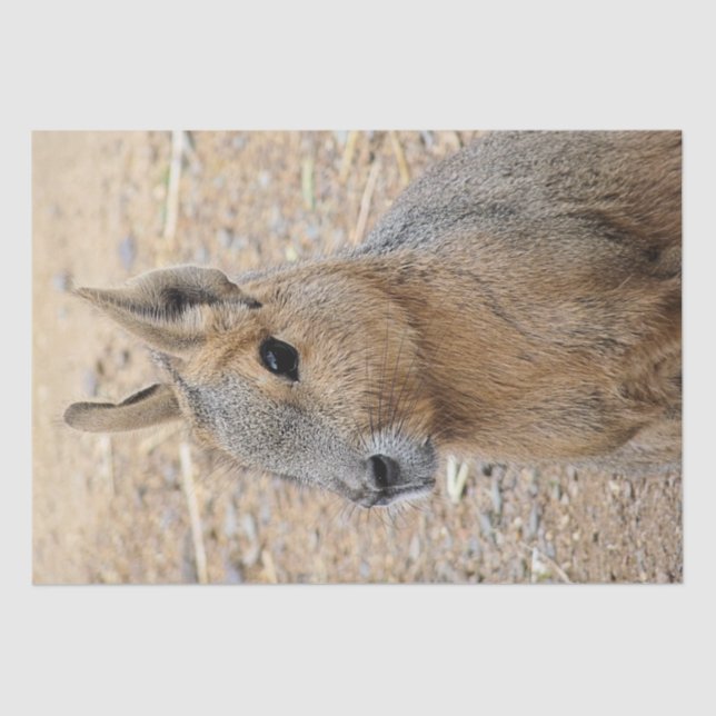 PATAGONIAN MARA   TISSUE PAPER (Front)