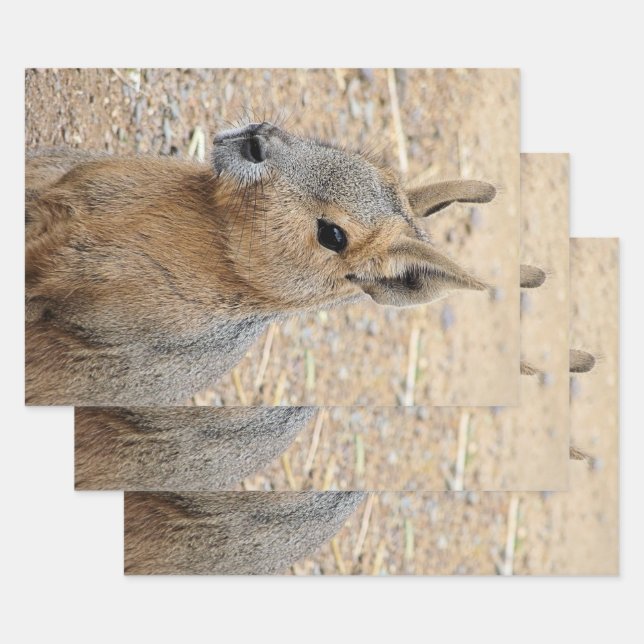 PATAGONIAN MARA   WRAPPING PAPER SHEET (Set)