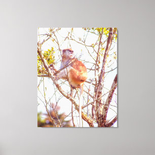 Patas is Up a Tree Canvas Print