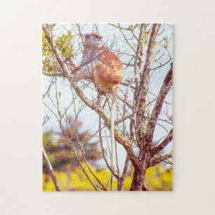 Patas is Up a Tree Jigsaw Puzzle