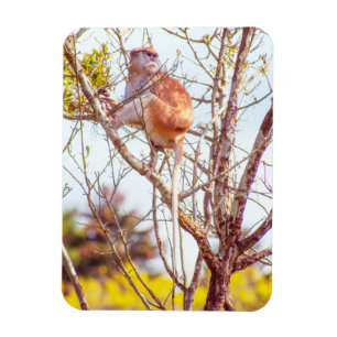 Patas is Up a Tree Magnet