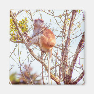 Patas is Up a Tree Magnet