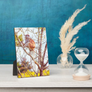 Patas is Up a Tree Plaque