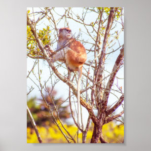 Patas is Up a Tree Poster