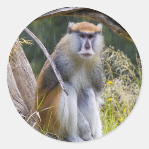 Patas Monkey Classic Round Sticker