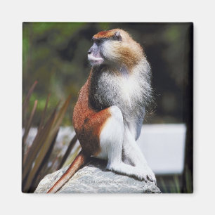 Patas monkey magnet