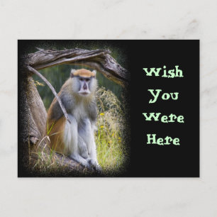 Patas Monkey Postcard