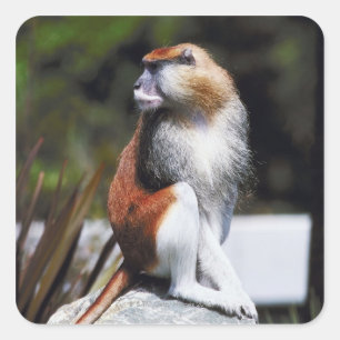 Patas monkey square sticker