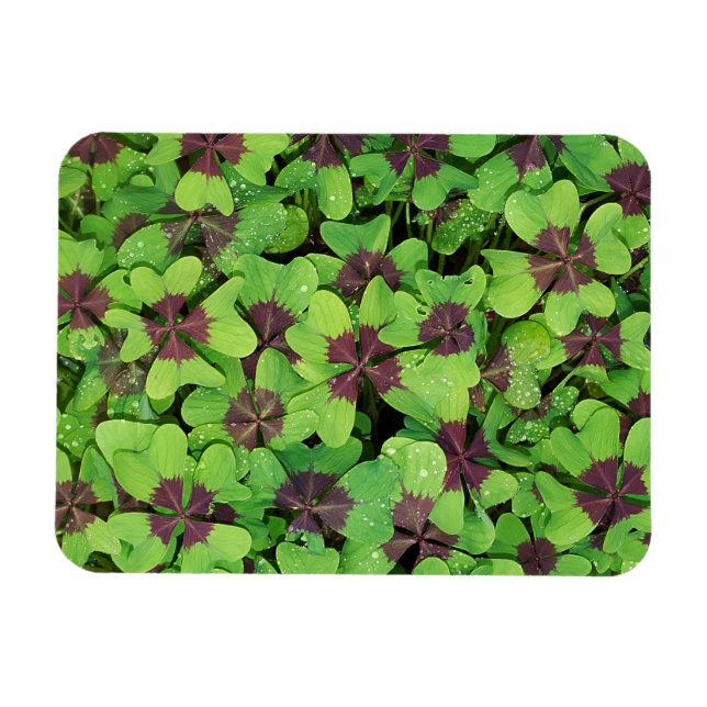 Patch of Four Leaf Clover, Sorrel, with Dew Magnet (Horizontal)