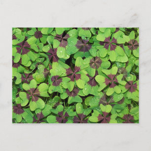 Patch of Four Leaf Clover, Sorrel, with Dew Postcard