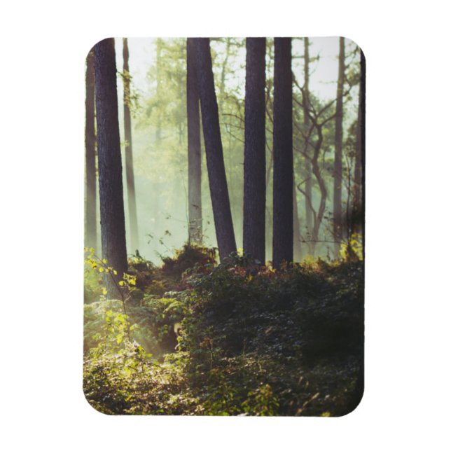 Patch of Underbrush in the Forest Magnet (Vertical)
