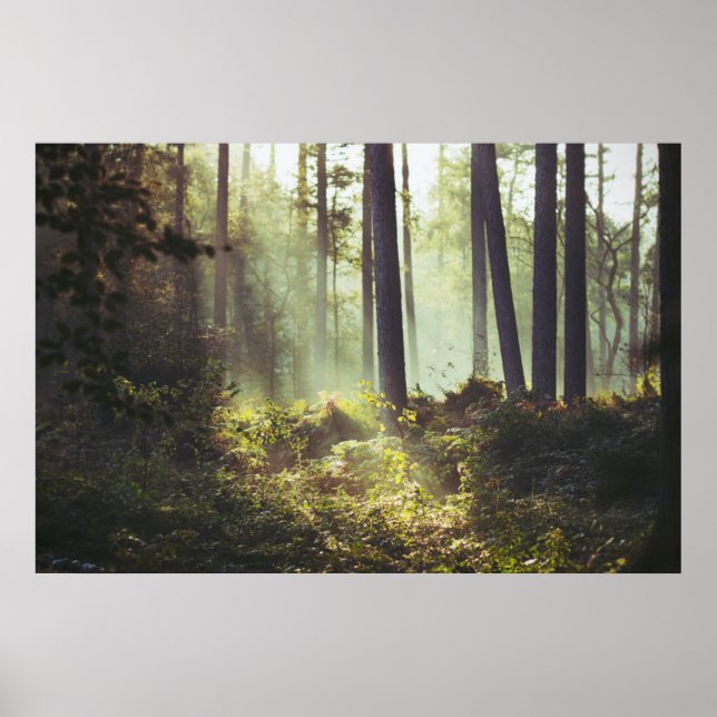Patch of Underbrush in the Forest Poster (Front)