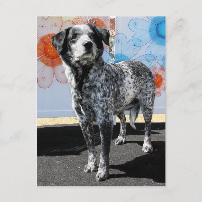 Patches - Blue Tick Pointer -1 Postcard (Front)
