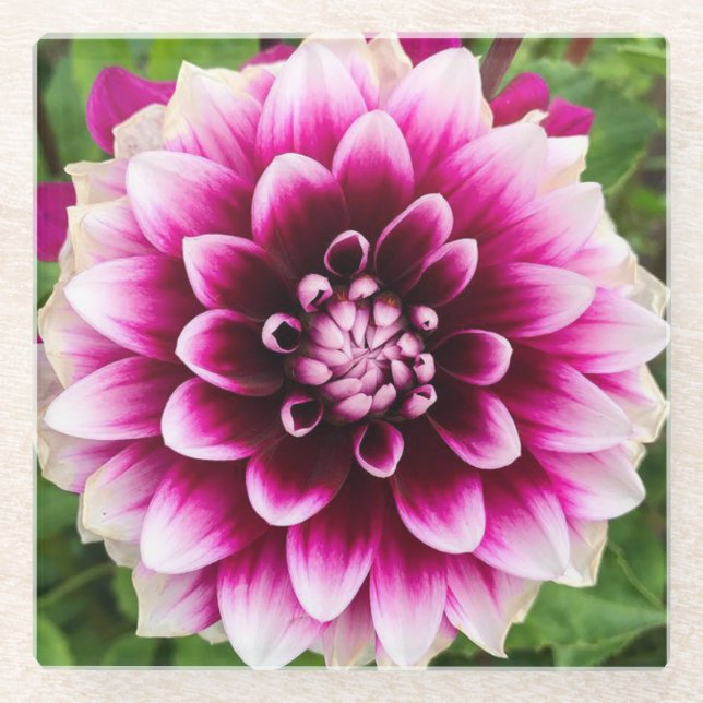 Patches Dahlia Glass Coaster (Front)