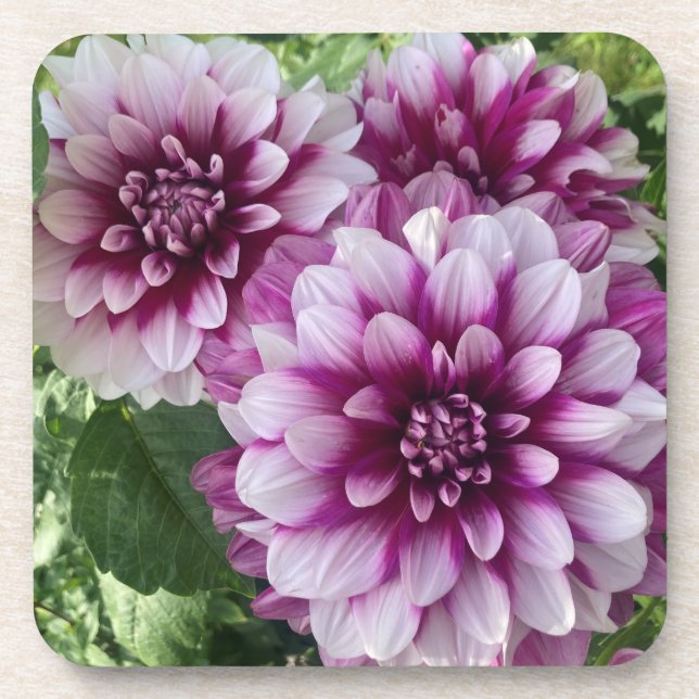 Patches Dahlia, Stunning Purple Flower Coaster (Front)