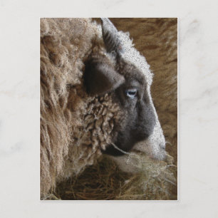 Patchwork Amy Postcard