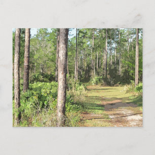 Path In The Woods 2656 Postcard