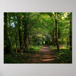 Path in the Woods Poster