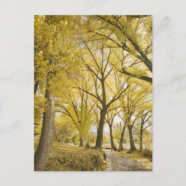 Path in woods, Sugarhouse Park, Salt Lake City Postcard (Front)