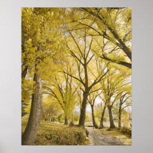 Path in woods, Sugarhouse Park, Salt Lake City Poster