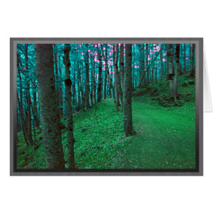 Path through a dark green forest