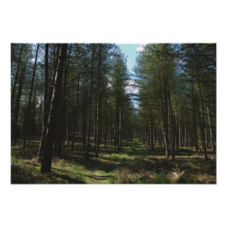 Path Through Cannock Chase Photo Print