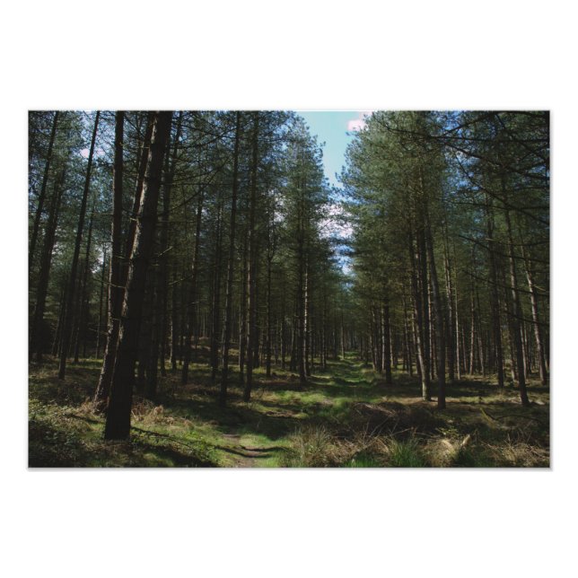 Path Through Cannock Chase Photo Print (Front)