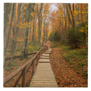 Path through the autumn forest. tile