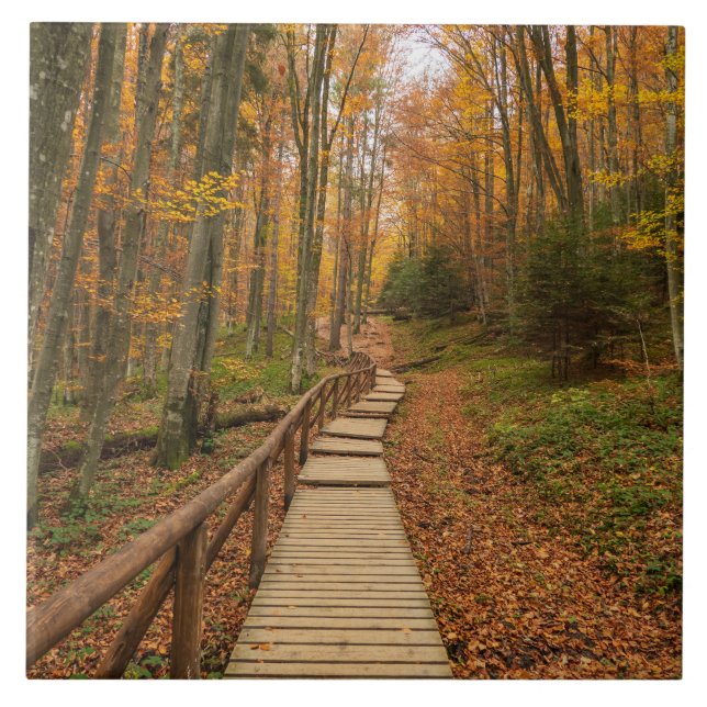 Path through the autumn forest. tile (Front)
