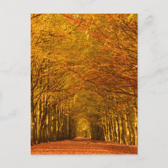 Path through the forest in fall vertical postcard (Front)