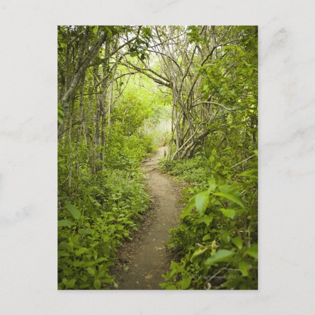 Path through the forest postcard (Front)