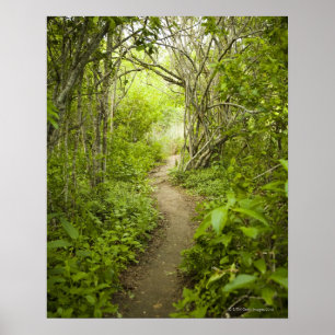 Path through the forest poster