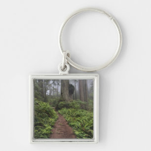 Path through the giant redwood trees shrouded 2 key ring
