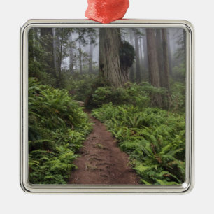 Path through the giant redwood trees shrouded 2 metal tree decoration