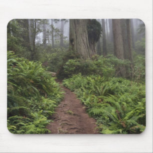 Path through the giant redwood trees shrouded 2 mouse mat