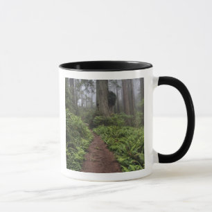 Path through the giant redwood trees shrouded 2 mug