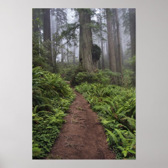 Path through the giant redwood trees shrouded 2 poster (Front)