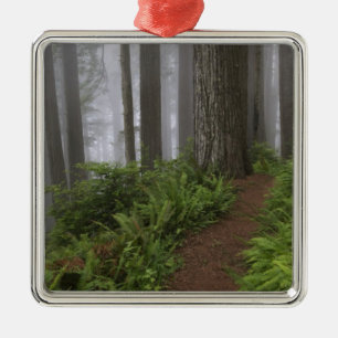 Path through the giant redwood trees shrouded metal tree decoration